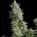 Alpujarreña (Pyramid Seeds) féminisée