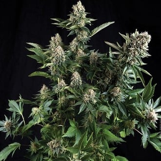 Auto White Widow (Pyramid Seeds) féminisée