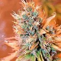 Blue Medi Kush (Spliff Seeds) féminisée
