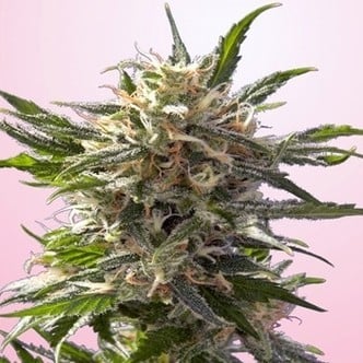 Crystal White (Spliff Seeds) féminisée
