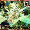 Big Buddha Cheese (Big Buddha Seeds) féminisée