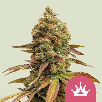 Special Queen 1 (Royal Queen Seeds) féminisée