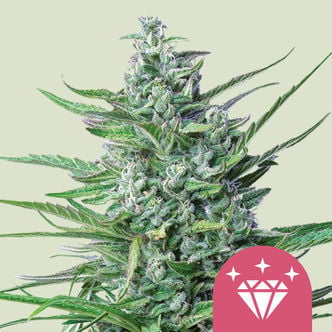 Special Kush 1 (Royal Queen Seeds) féminisée