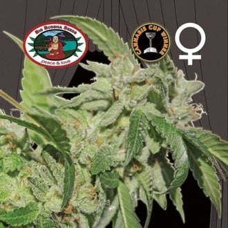 Buddha Tahoe (Big Buddha Seeds) féminisée