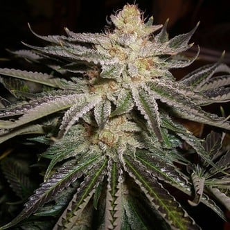 Original Sour Diesel (Cali Connection) féminisée