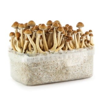 Achat en gros - Trousse de culture - Caisse de 10 - Variétés de votre choix  - Cultura - Trousse de champignons à domicile - Culture de champignons à la  maison – www.