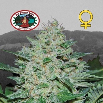 Freeze Cheese ´89 (Big Buddha Seeds) féminisée