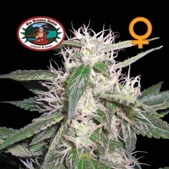 Cheese Dawg (Big Buddha Seeds) féminisée