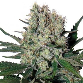 Syrup Auto (Buddha Seeds) féminisée