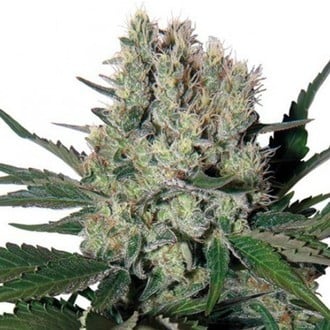 Syrup Auto (Buddha Seeds) féminisée