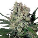 Syrup Auto (Buddha Seeds) féminisée