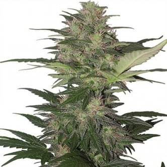 Red Dwarf Auto (Buddha Seeds) féminisée