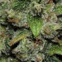 Red Dwarf Auto (Buddha Seeds) féminisée