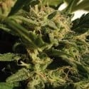 Red Dwarf Auto (Buddha Seeds) féminisée