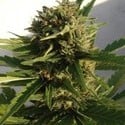 Red Dwarf Auto (Buddha Seeds) féminisée
