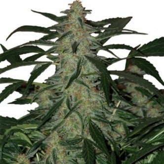 Deimos Auto (Buddha Seeds) féminisée
