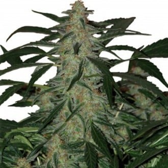 Deimos Auto (Buddha Seeds) féminisée