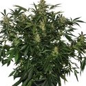 Deimos Auto (Buddha Seeds) féminisée