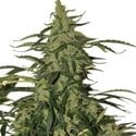 Deimos Auto (Buddha Seeds) féminisée