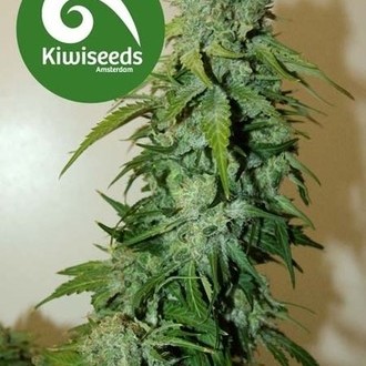 T99 (Kiwi Seeds) féminisée