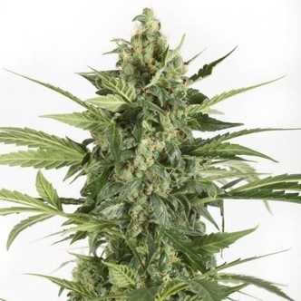 Blue Cheese Autoflowering (Dinafem) féminisée