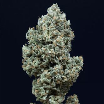 Critical+ 2.0 Autoflowering (Silent Seeds) féminisée