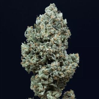 Critical+ 2.0 Autoflowering (Silent Seeds) féminisée