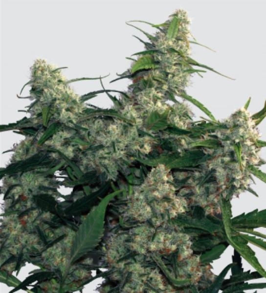 Buddha Seeds Quasar Feminisee Jpg
