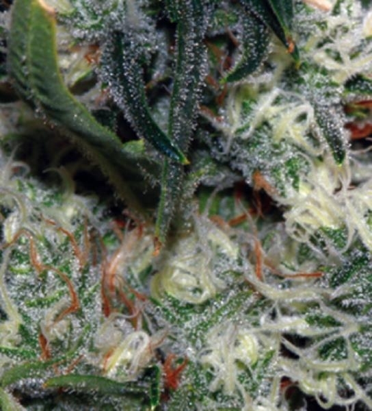 Buddha Seeds Quasar Feminisee Jpg
