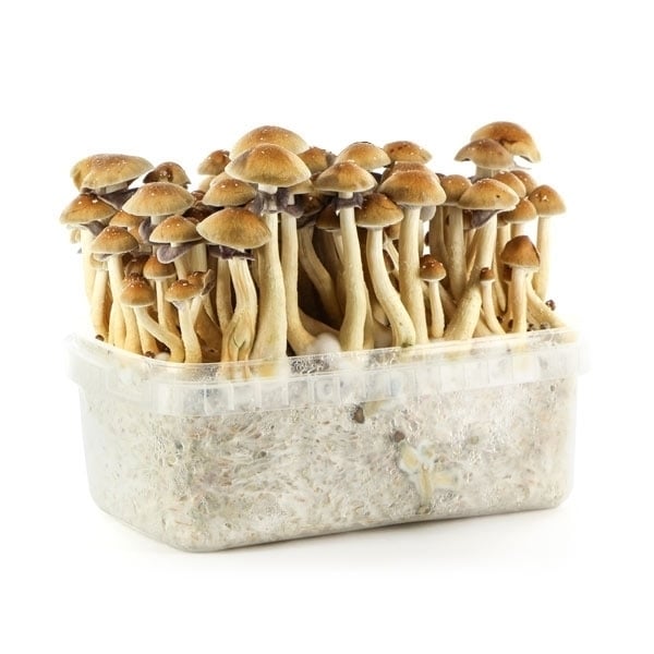 Kits de culture de champignons hallucinogènes