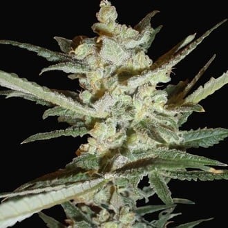 Supersonic Cristal Storm Automatic (Samsara Seeds) féminisée