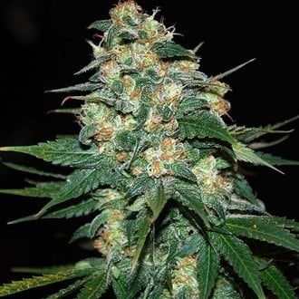 Skunk 47 (World Of Seeds) féminisée