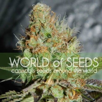 Afghan Kush Special (World Of Seeds) féminisée