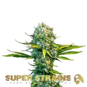 Next Of Kin (Super Strains) féminisée