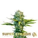 Next Of Kin (Super Strains) féminisée