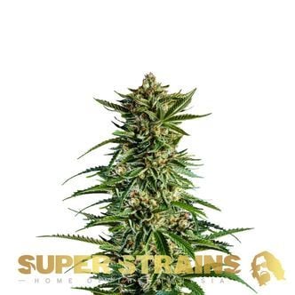 7th Wave (Super Strains) féminisée