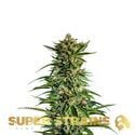 7th Wave (Super Strains) féminisée