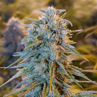 Blue Dream (Humboldt Seed Organization) féminisée