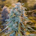 Blue Dream (Humboldt Seed Organization) féminisée