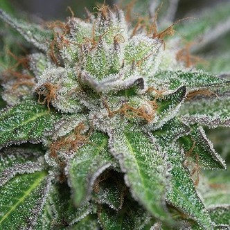 Bubba Kush (Humboldt Seeds) féminisée