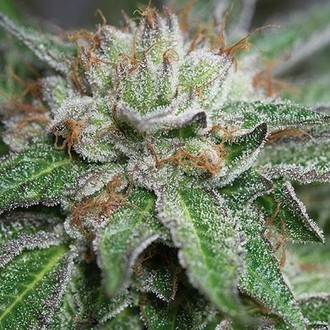 Bubba Kush (Humboldt Seed Organization) féminisée
