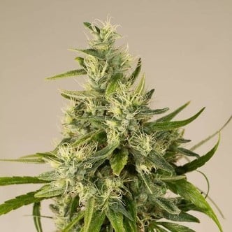 Trainwreck (Humboldt Seeds) féminisée