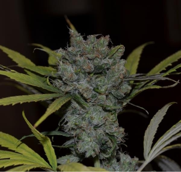 Cbd Crew Sweet Sour Widow Reguliere Jpg