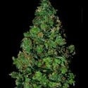 Membrana Hiper Auto (VIP Seeds) féminisée