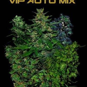 VIP Auto Mix (VIP Seeds) féminisée