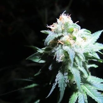 Devil Fruit (Medical Seeds) féminisée