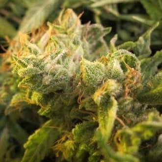 Devil Fruit (Medical Seeds) féminisée