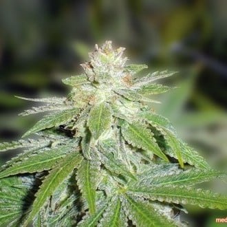 Devil Fruit (Medical Seeds) féminisée