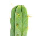 Torche Bolivienne (Echinopsis lageniformis)