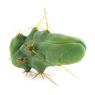 Torche Bolivienne 'Monstreuse' (Plant Pénis)